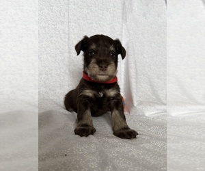 Medium Schnauzer (Miniature)