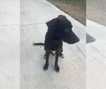 Small Labrador Retriever Mix