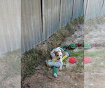 Small #5 Red Heeler Mix