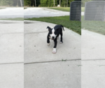 Small #5 American Staffordshire Terrier Mix