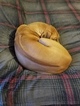 Small Photo #1 Rhodesian Ridgeback Puppy For Sale in LEES SUMMIT, MO, USA