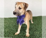 Small #3 Jack Russell Terrier-Miniature Schnauzer Mix