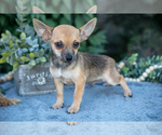 Puppy Zane Chihuahua
