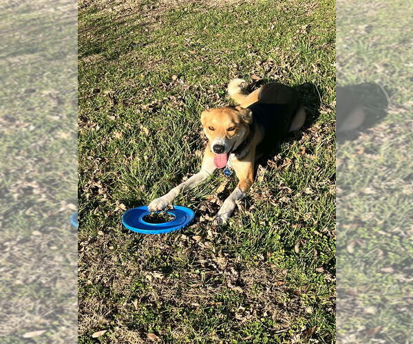 Medium Photo #1 German Shepherd Dog-Unknown Mix Puppy For Sale in Bolivar, MO, USA