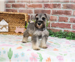 Small #5 Schnauzer (Miniature)