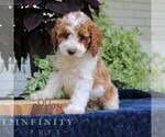 Small #3 Cavapoo (Miniature)