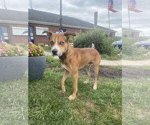 American Staffordshire Terrier-Huskies  Mix Dogs for adoption in Bridgewater, NJ, USA