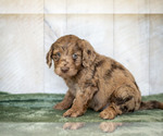 Puppy Zoey Miniature Labradoodle