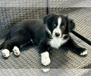 Border-Aussie Puppy for sale in SILVER CREEK, NY, USA