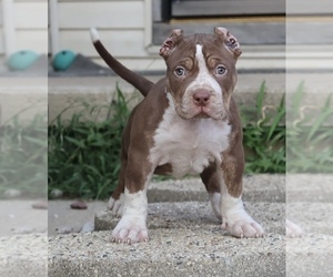 American Bully Puppy for sale in CHAMPAIGN, IL, USA