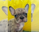 Small Photo #8 French Bulldog Puppy For Sale in RIALTO, CA, USA