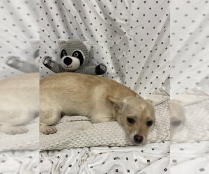 Chihuahua Dogs for adoption in Modesto, CA, USA