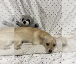 Small Chihuahua