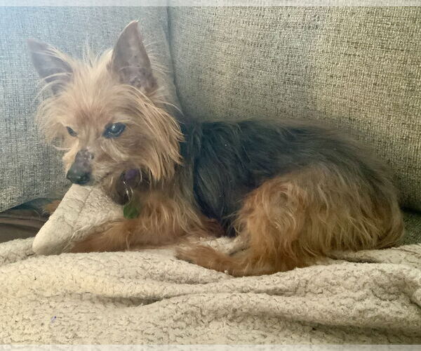 Medium Photo #5 Mutt Puppy For Sale in Rootstown, OH, USA