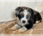 Small Photo #1 Miniature American Shepherd Puppy For Sale in OAKDALE, CA, USA