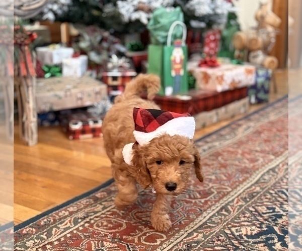 Medium Photo #8 Goldendoodle (Miniature) Puppy For Sale in SAINT MARYS, KS, USA