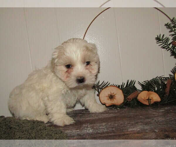 Medium Photo #16 Maltipoo (Miniature) Puppy For Sale in SUGARCREEK, OH, USA