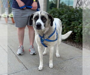 Anatolian Shepherd Dogs for adoption in Boston, MA, USA
