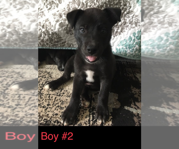 Medium Photo #11 American Pit Bull Terrier-Siberian Husky Mix Puppy For Sale in FLINTSTONE, GA, USA