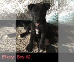 Small Photo #11 American Pit Bull Terrier-Siberian Husky Mix Puppy For Sale in FLINTSTONE, GA, USA