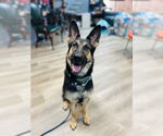 Small #4 German Shepherd Dog