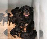 Small Rottweiler