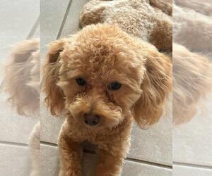 Father of the Maltipoo-Poodle (Toy) Mix puppies born on 09/06/2025