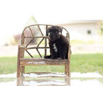 Small #4 Schnauzer (Miniature)