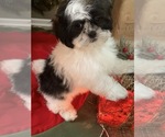 Small Photo #4 Shih Tzu Puppy For Sale in RICHMOND, IL, USA