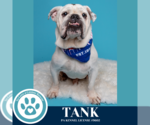Small #9 Bulldog
