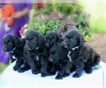 Small Photo #3 Goldendoodle-Poodle (Standard) Mix Puppy For Sale in NARVON, PA, USA