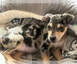 Small #1 Chihuahua Mix