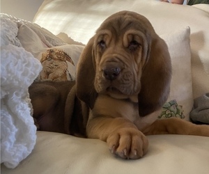 Bloodhound Puppy for sale in NEWBURY, MA, USA
