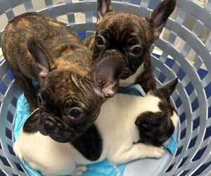 French Bulldog Litter for sale in MIAMI, FL, USA