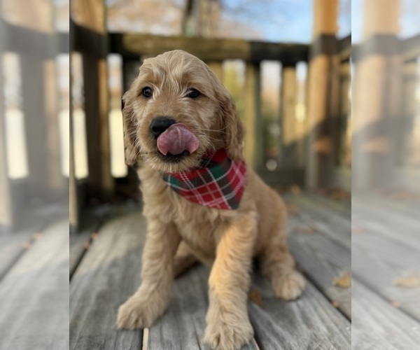 Medium Photo #5 Goldendoodle Puppy For Sale in GOLDSBORO, NC, USA