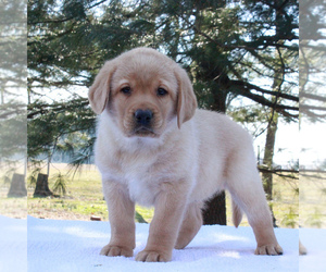 Labrador Retriever Puppy for sale in MYERSTOWN, PA, USA