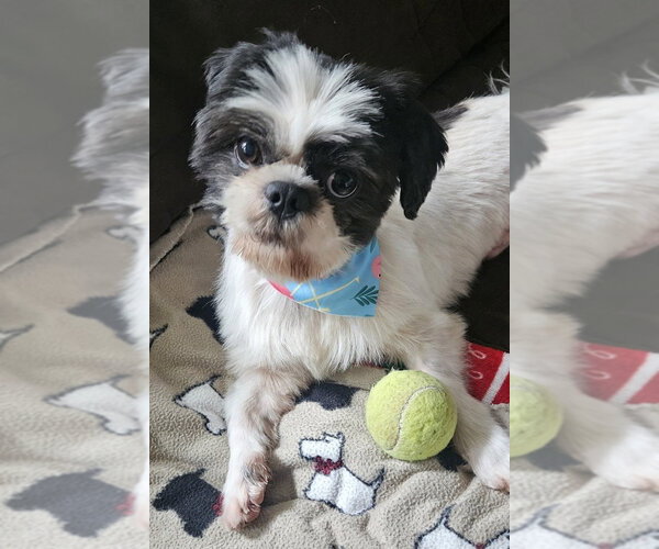 Medium Photo #2 Shih Tzu-Unknown Mix Puppy For Sale in Lakewood, CO, USA