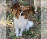 Small Photo #1 Papillon Puppy For Sale in MINNEAPOLIS, MN, USA