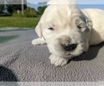 Small Photo #41 English Cream Golden Retriever Puppy For Sale in WOOSTER, OH, USA
