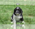 Small #2 Bernedoodle