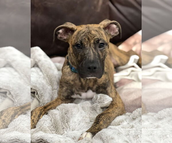 Medium Photo #12 Boxer-Whippet Mix Puppy For Sale in Belleuve, NE, USA