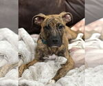 Small #11 Boxer-Whippet Mix