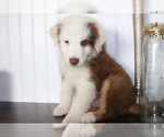 Puppy 6 Australian Shepherd