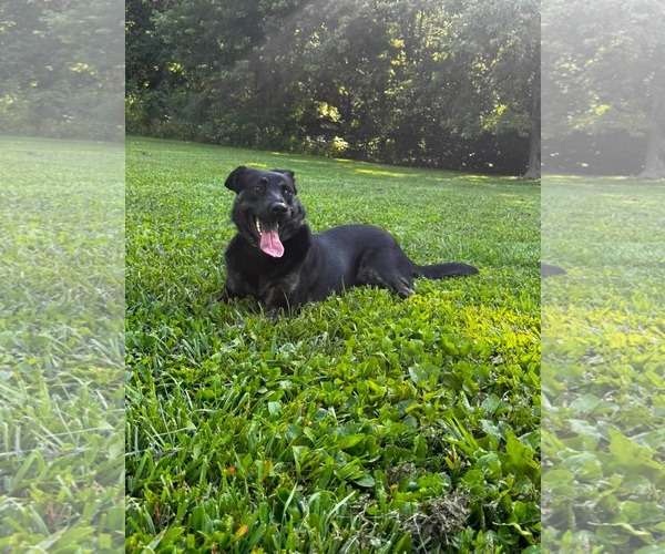Medium Photo #3 German Shepherd Dog-Unknown Mix Puppy For Sale in Germantown, OH, USA