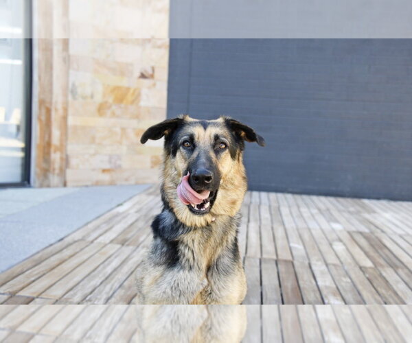 Medium Photo #19 German Shepherd Dog Puppy For Sale in Sandy, UT, USA