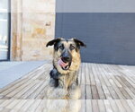 Small #18 German Shepherd Dog