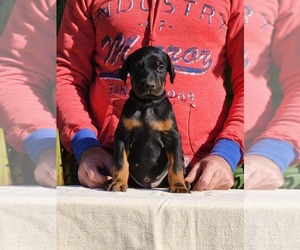 Doberman Pinscher Puppy for Sale in Budapest, Budapest Hungary