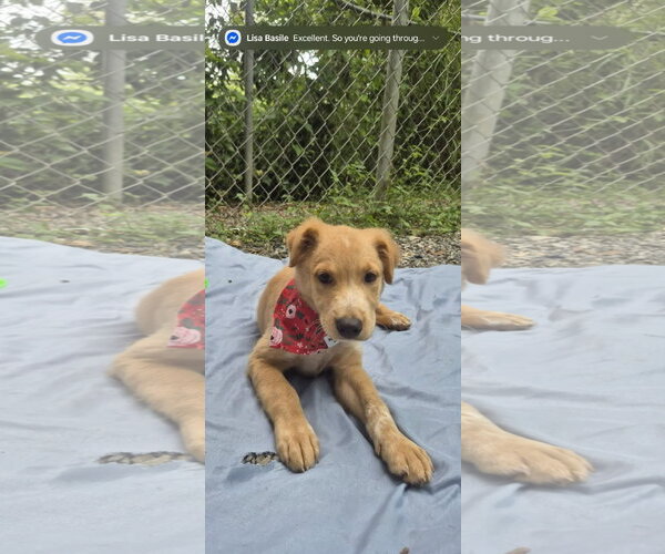 Medium Photo #1 Labrador Retriever-Unknown Mix Puppy For Sale in NYC, NY, USA