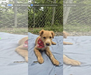 Labrador Retriever-Unknown Mix Dogs for adoption in NYC, NY, USA