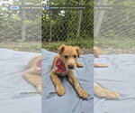 Small Labrador Retriever Mix